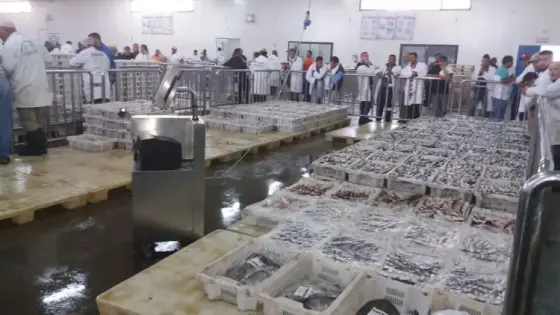 حركية وعرض وفير للأسماك بميناء أكادير.. والمهنيين: لا علاقة لنا بارتفاع الأسعار