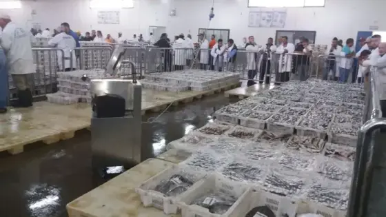 حركية وعرض وفير للأسماك بميناء أكادير.. والمهنيين: لا علاقة لنا بارتفاع الأسعار