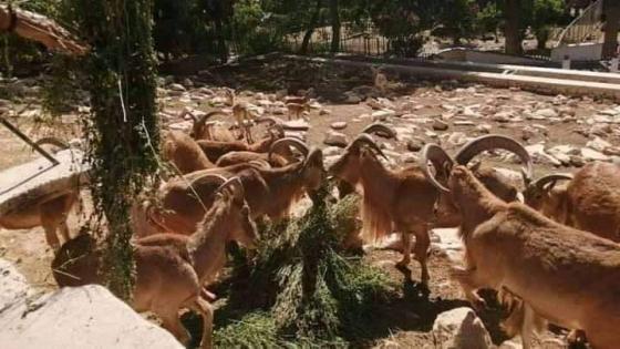 استياء بعد نفوق حيوانات ب ” حديقة الطيور ” بأكادير