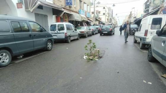 إستهزاء بعد غرس شجرة وسط طريق في إنزكان 