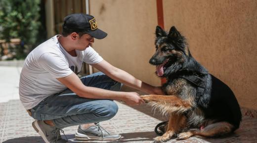 مذكرة صارمة من المديرية العامة للأمن الوطني حول ترويض الكلاب