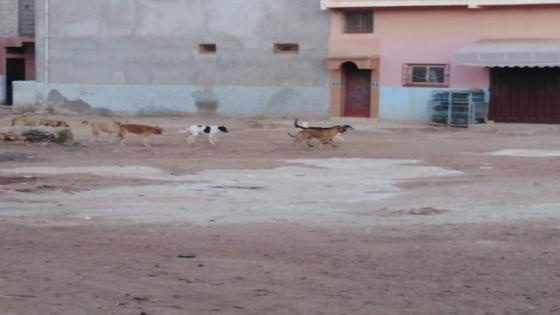 التمسية المواطن بين خطر انتشار الكلاب الضالة و غياب المصل..