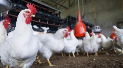 انخفاض صاروخي في أسعار الدجاج بالأسواق وصل إلى 8 دراهم.. مهني: القطاع يعيش أزمة