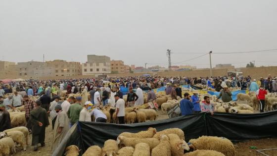 بالصور.. سوق الخميس بأولاد تايمة وفرة العرض يفوق الطلب