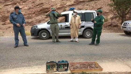 ضبط جناة يصطادون طائر ” الحسون ” بآيت عبد الله