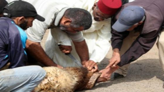 عيد الأضحى .. دليل عملي لاحترام التدابير الصحية الوقائية