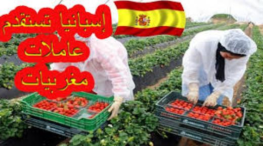 العاملات الزراعيات في حقول التوت بإسبانيا ينتزعن بعض المكتسبات