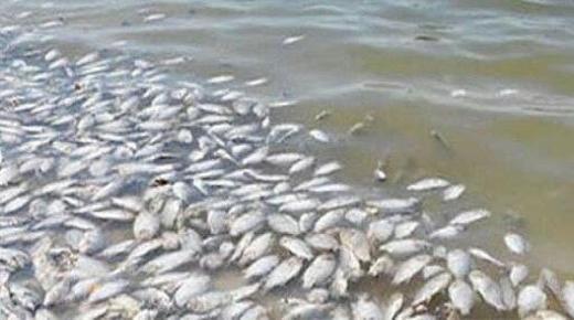 نفوق عدد من أسماك “ البوري” بوادي ماسة في آشتوكة