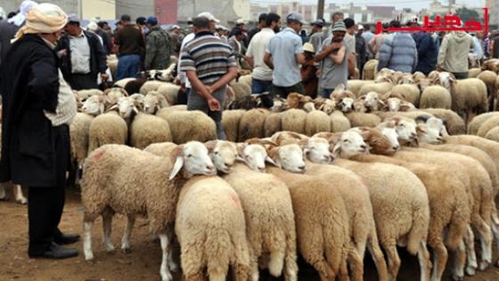 توجس مربي الماشية بعد ارتفاع اثمان الاعلاف و انخفاض القيمة السوقية للمواشي‎
