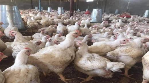 انخفاض “مهم” في أسعار الدجاج بالمغرب