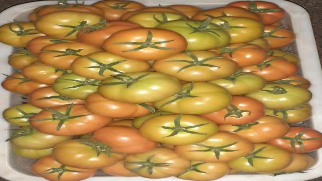 سعر الطماطم يتراجع بسوق الجملة بإنزكان إلى 3.3 درهم للكيلوغرام ويؤشر على إنخفاضها وطنيا