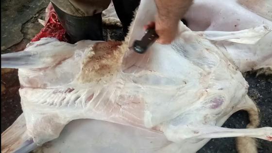 أضحية العيد ، شروطها و الطريقة الشرعية لذبحها