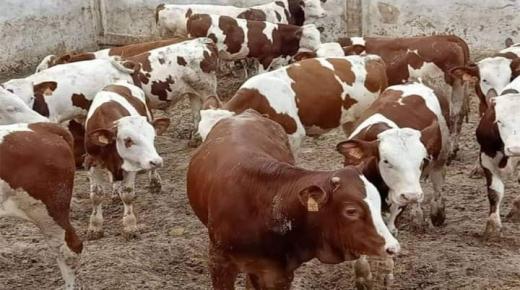 استيراد الأبقار.. “أونسا” يطمئن المغاربة بأن الحيوانات السليمة