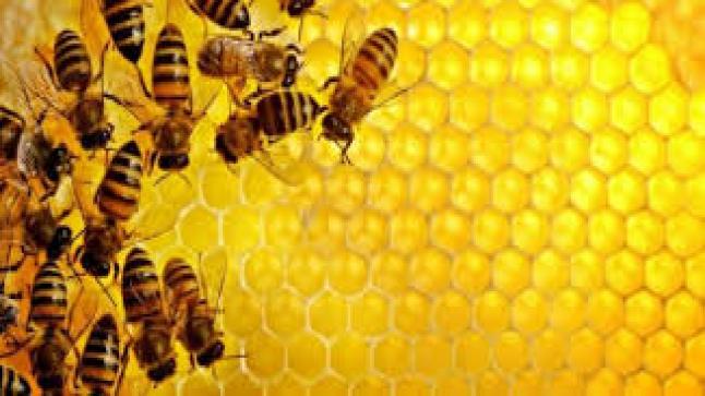 “أونسا” يرصد اختفاء النحل من المناحل ببعض المناطق ويستبعد فرضية المرض