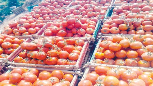 “حقيقة ارتفاع أسعار الطماطم: التصدير وجودة المحصول يتصدرون الأسباب”